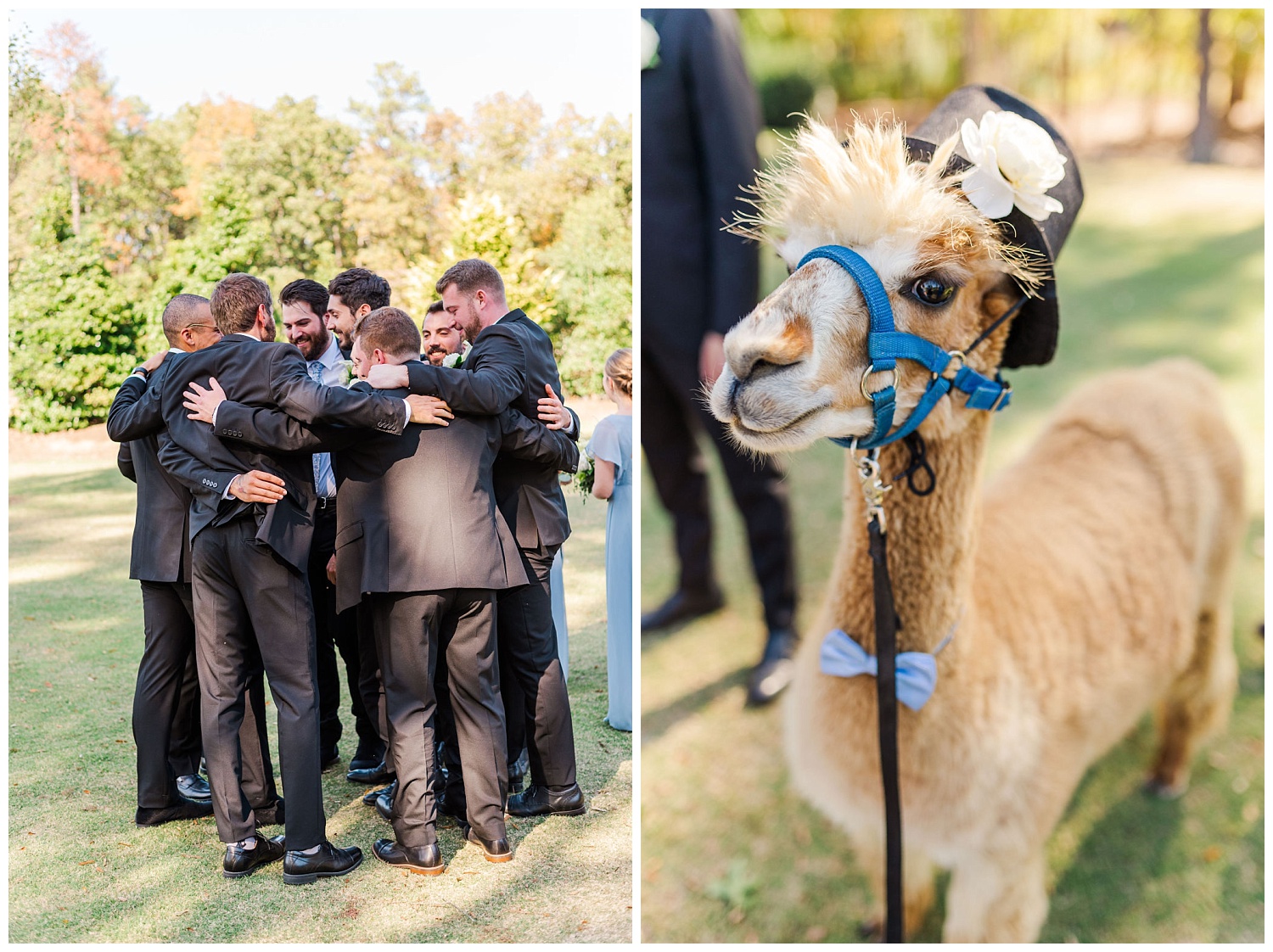 an alpaca wearing a black top hat and blue bow tie