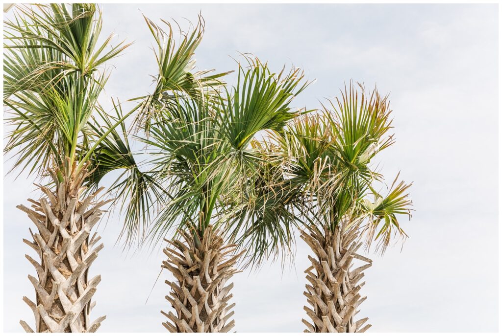 green palm trees in Ocean Isle, NC