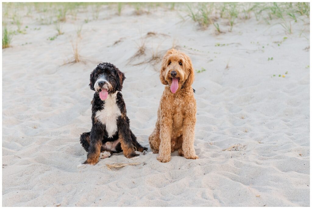 a light brown dog and dark brown and white dog sitting on the beach