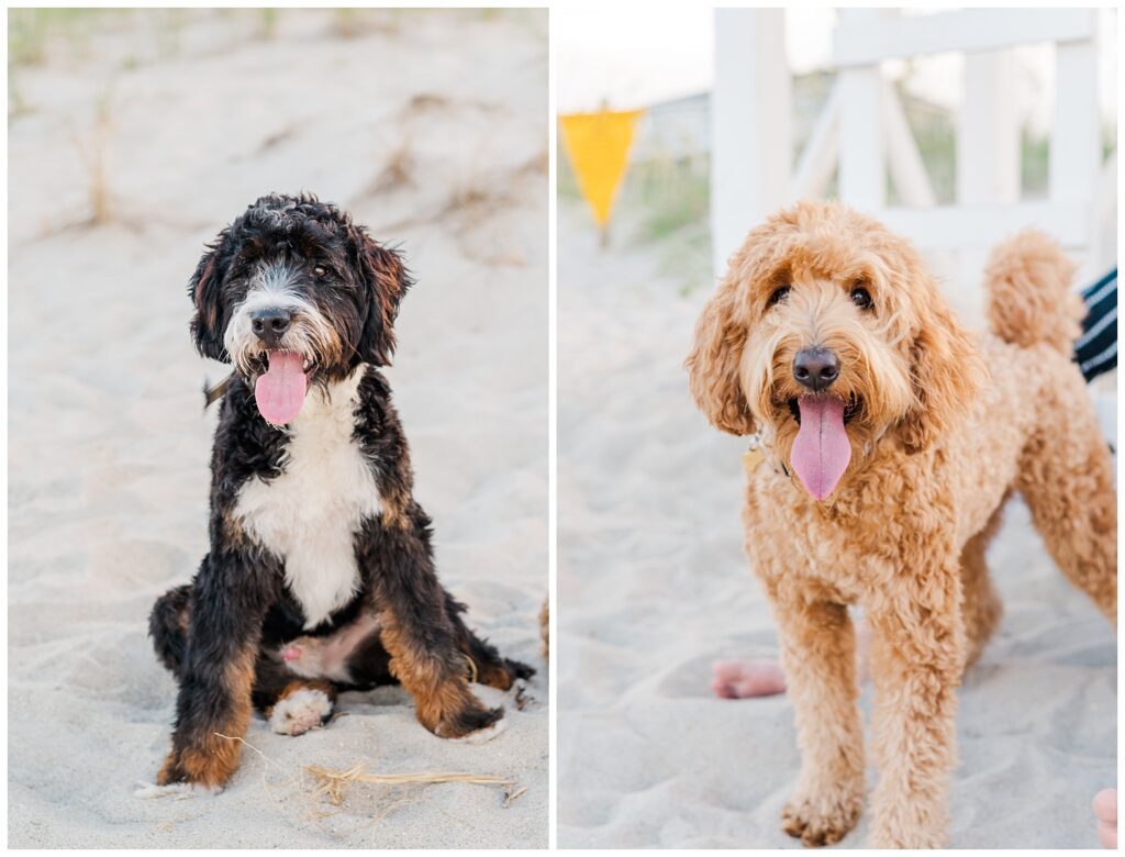 photos of individual dogs on the beach in Wilmington, NC